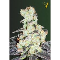 Семена конопли NHL Diesel (NYV Diesel) Феминизированные Victory seeds